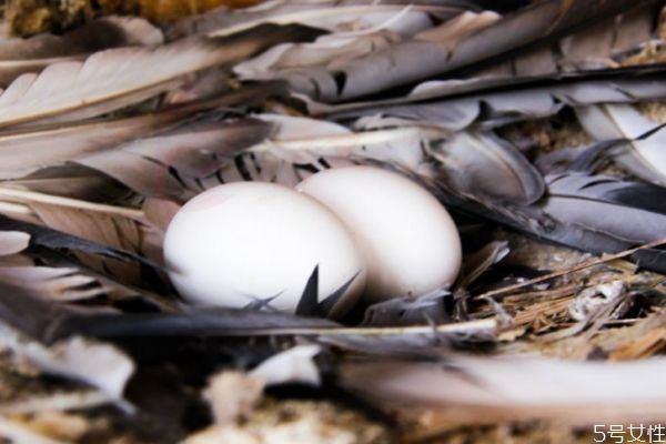 鸽子蛋怎么做好吃 鸽子蛋的好吃做法
