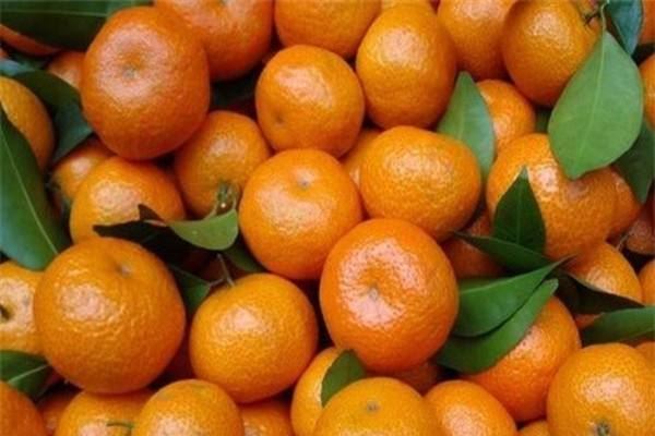 糖橙 最好的产区 这两个地区最正宗