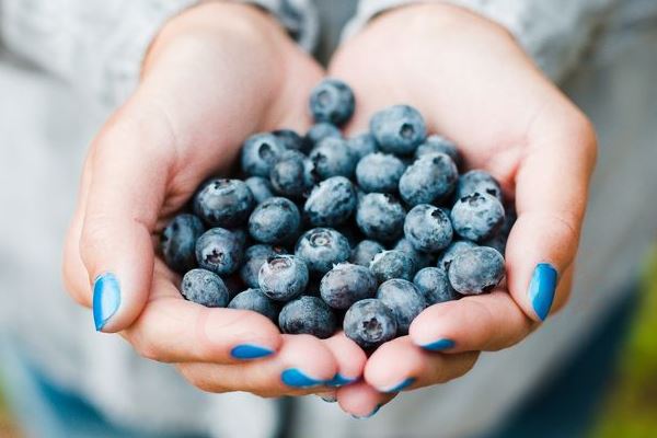 蓝莓怎么挑选才好 简单挑到优质蓝莓