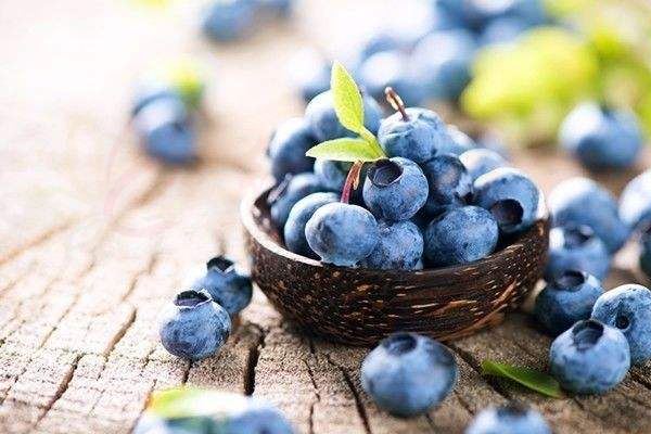 蓝莓品种哪个好 4大品种pk