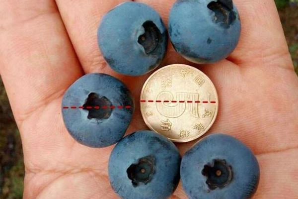 蓝莓越大越好？正常的蓝莓硬币大小为