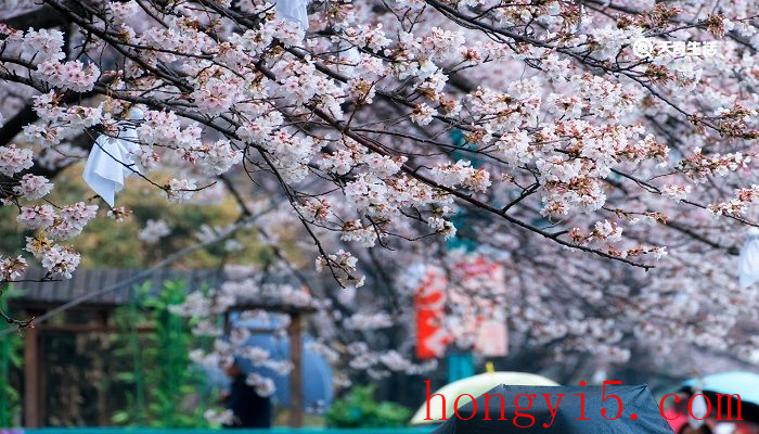 九江市春季赏花去哪里