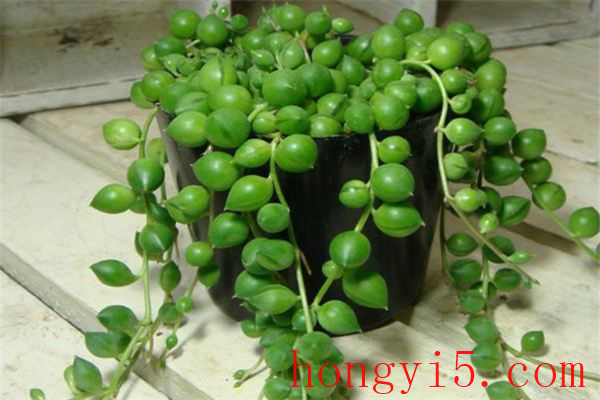 珍珠吊兰的养殖方法