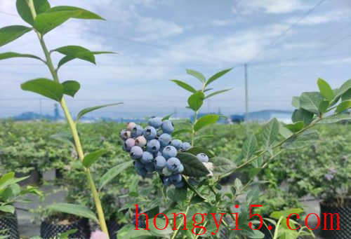 巴中蓝莓品种排名前十(巴中蓝莓采摘园)插图2