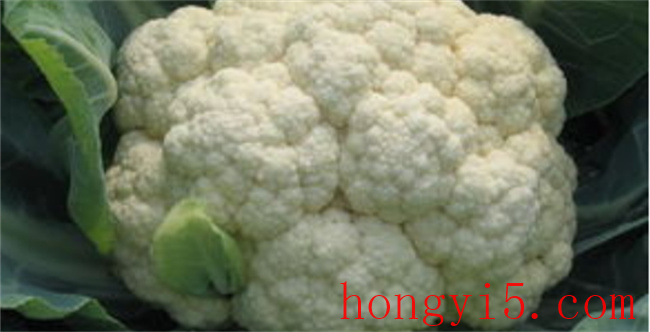 白菜花有什么营养价值 白菜花的营养价值