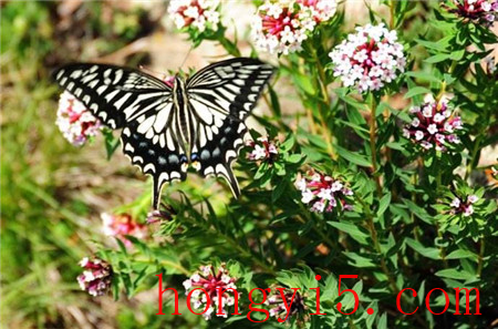 狼毒花引来美丽的蝴蝶