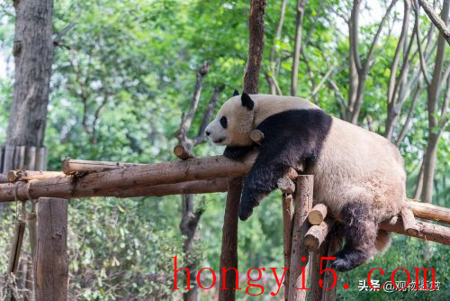 熊猫寿命多久(熊猫的寿命最长多久)插图5