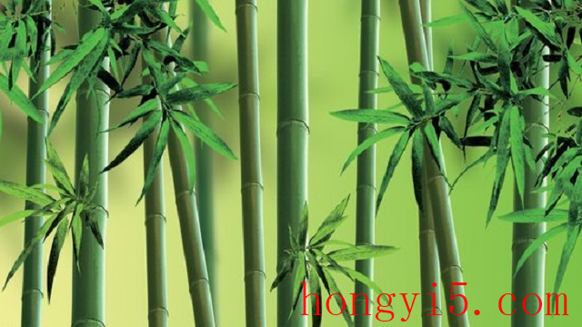 竹子的养殖方法和注意事项