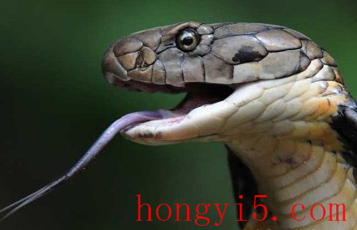 世界毒蛇排名前十图片(世界毒蛇排名前100)插图2