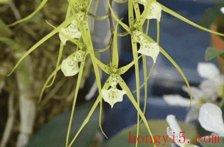 疣斑长萼兰