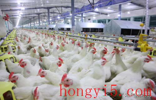 肉鸡繁育厂家排名前十(817肉鸡价格未来10天行情)插图4