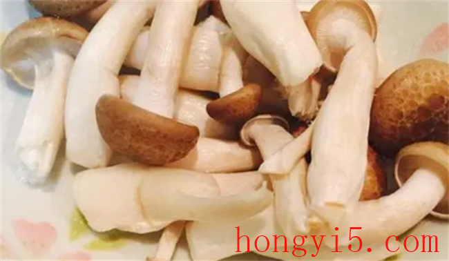 ​蟹腿菇是什么 蟹腿菇和白玉菇的区别