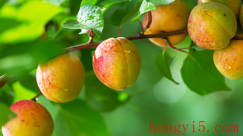 杏子几月份成熟 冬桃什么季节成熟