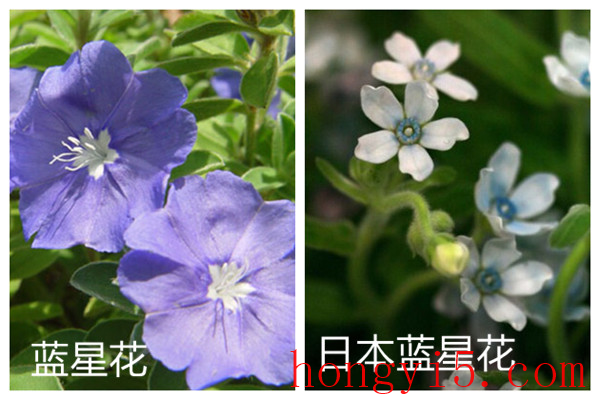蓝星花和日本蓝星花的区别