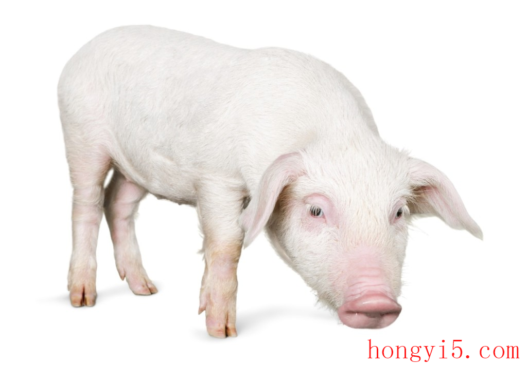 猪天梯是什么部位 猪天梯是什么部位的肉