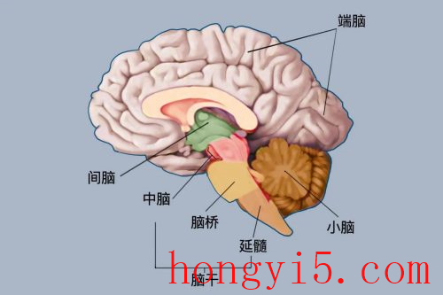 人类大脑开发程度是多少(人类大脑开发20%程度)插图1