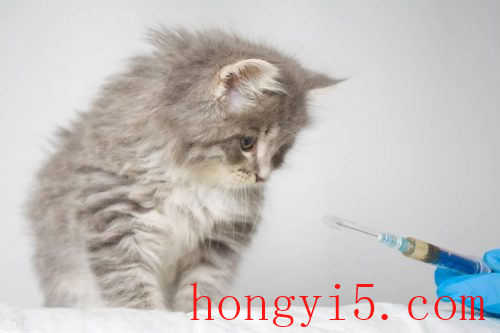 养了七八年的猫没打过疫苗(养的猫已经三四年了没打过疫苗)插图