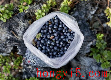 丹东蓝莓和云南蓝莓哪个贵 蓝莓哪个地方