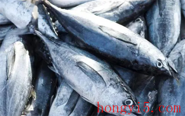 金枪鱼的营养价值 金枪鱼和三文鱼的区别