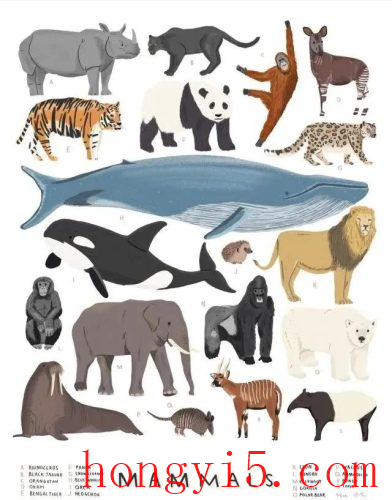 最早的哺乳动物出现于(哺乳动物最早出现于哪一次时代)插图20
