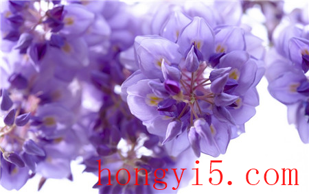 紫藤花开花