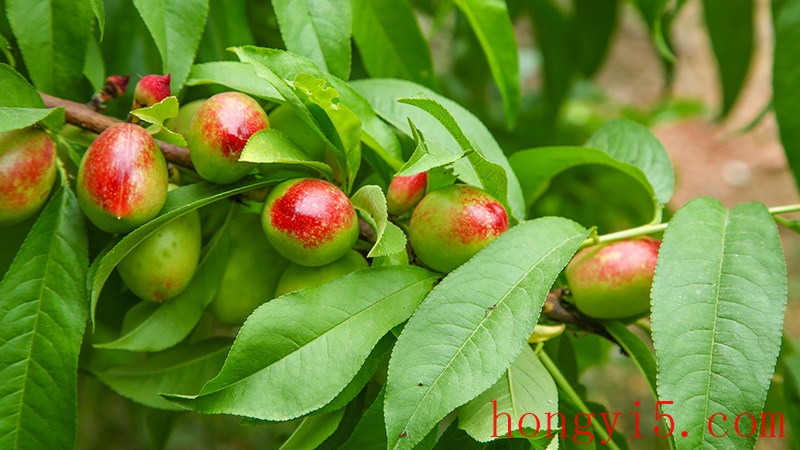 油桃几月份成熟 油桃哪个品种最好吃