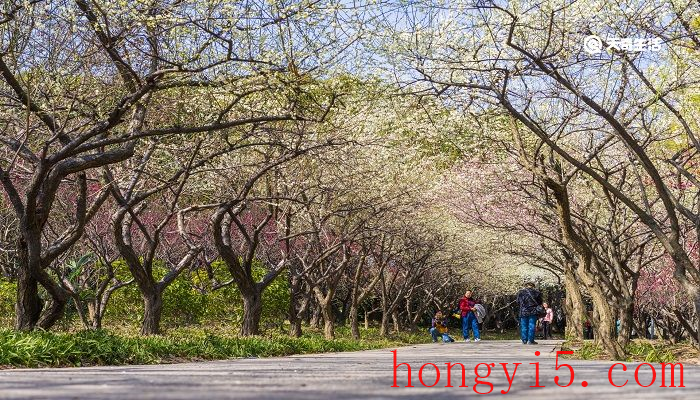 榆林市春季赏花去哪里