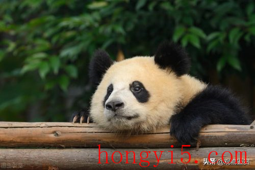 熊猫寿命多久(熊猫的寿命最长多久)插图1