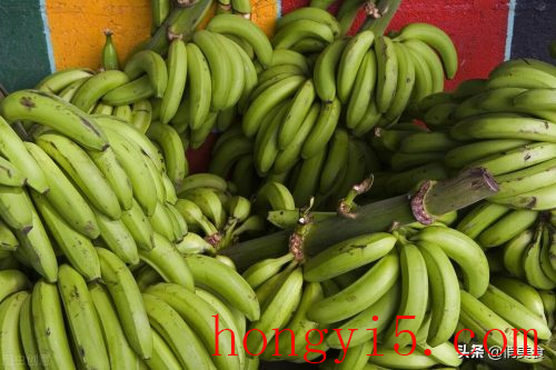 香蕉和芭蕉的区别(香蕉树和芭蕉树区别)插图3