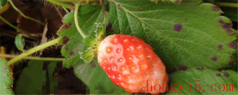 草莓无土栽培方法