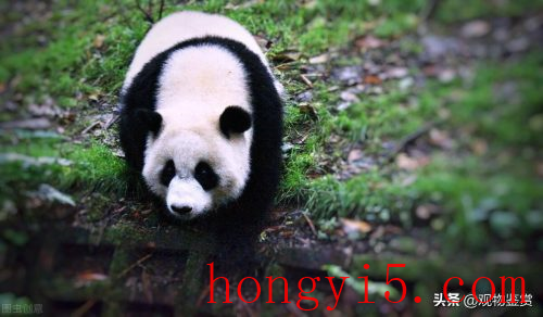 熊猫寿命多久(熊猫的寿命最长多久)插图3