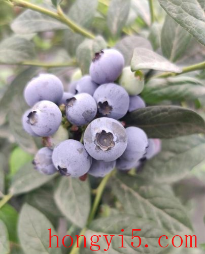 巴中蓝莓品种排名前十(巴中蓝莓采摘园)插图1