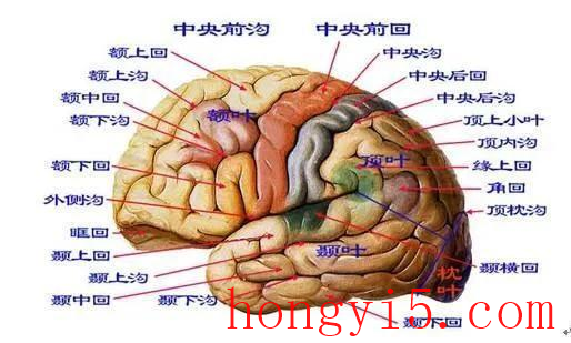 人类大脑开发程度是多少(人类大脑开发20%程度)插图3