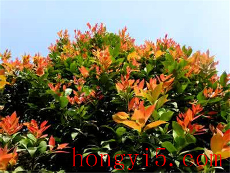 红鳞蒲桃树
