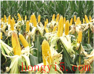 十大玉米良种品牌排行榜(全国十大品牌玉米化肥排行榜)插图1