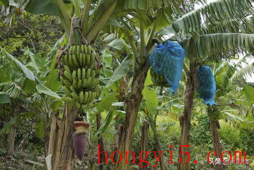 香蕉和芭蕉的区别(香蕉树和芭蕉树区别)插图1