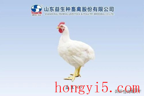 肉鸡繁育厂家排名前十(817肉鸡价格未来10天行情)插图10