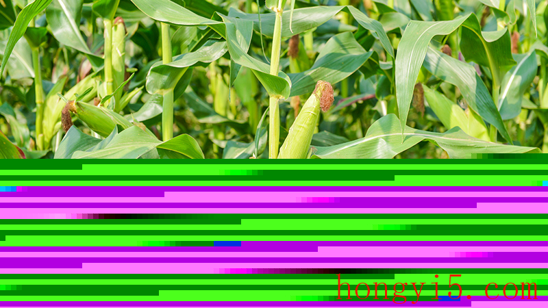 正文图成熟期的玉米.jpg