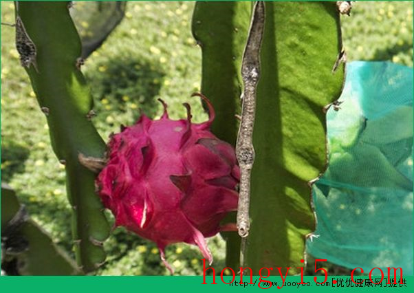 火龙果怎么种植？火龙果种植盆栽方法介绍(3)