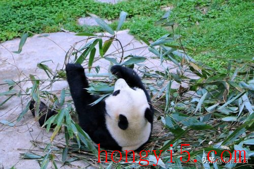 熊猫寿命多久(熊猫的寿命最长多久)插图4