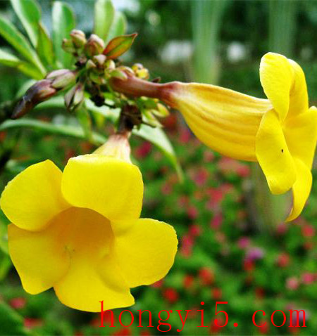 软枝黄蝉花朵