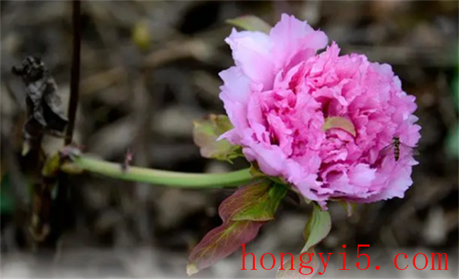 中国的国花是什么花 中国的国花确定了吗