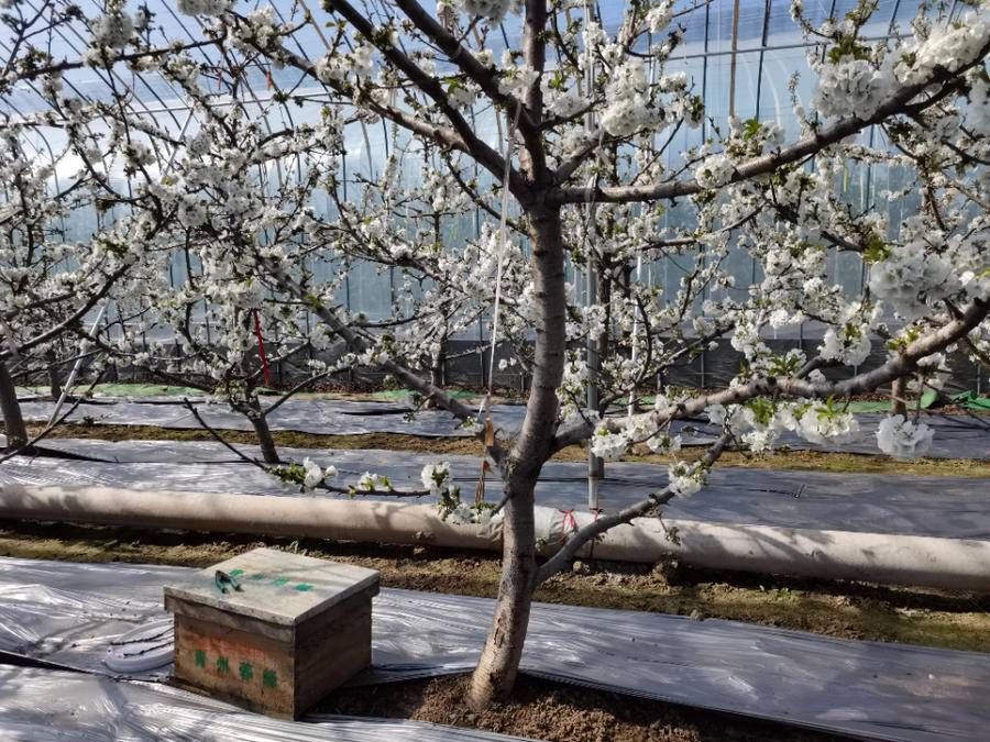 蜜蜂飞进大棚“打工”青州市以蜜蜂授粉助推现代农业产业绿色发展