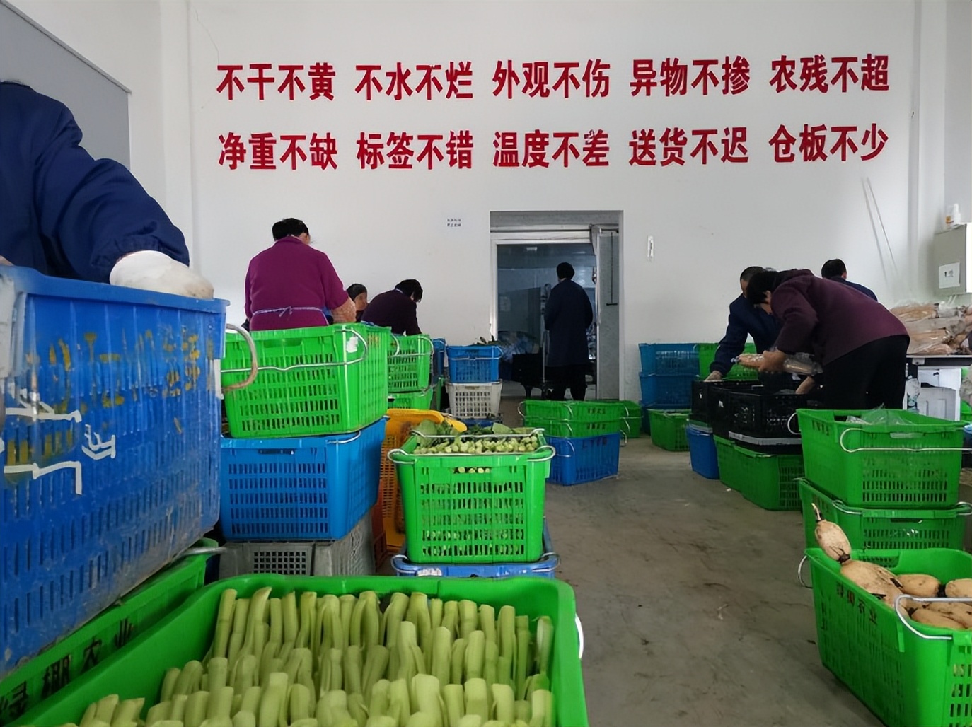 上海一奇人靠种菜、养鱼年入3600万，养鱼不用换水，种菜不用施肥
