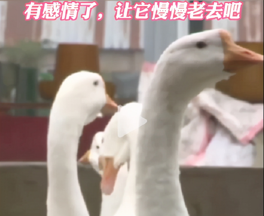 江苏一只鹅活了27年，农户称想让它慢慢变老，网友：比我年纪还大