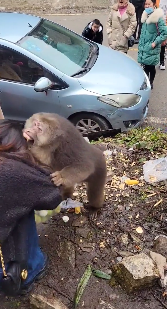 四川一女子投喂野生猴子被抱头反咬，网
