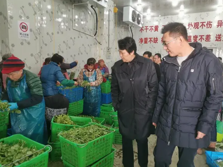 上海一奇人靠种菜、养鱼年入3600万，养鱼不用换水，种菜不用施肥