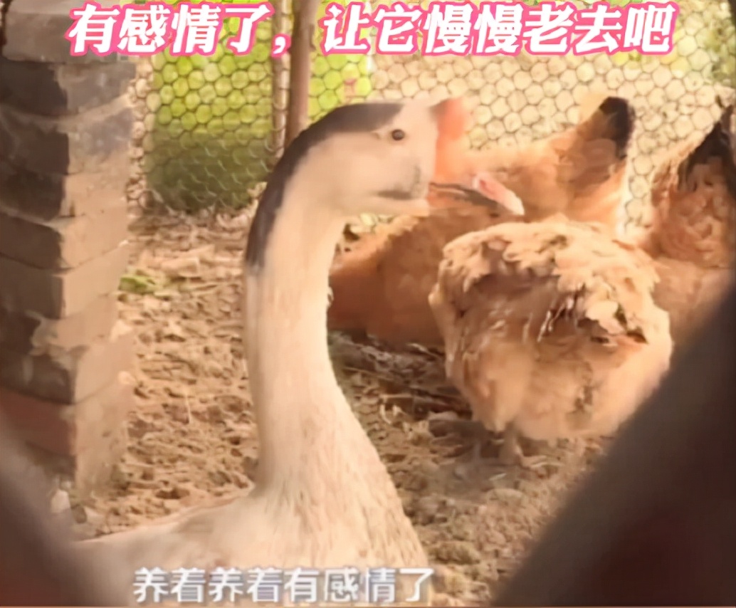 江苏一只鹅活了27年，农户称想让它慢慢