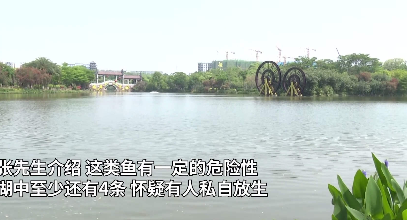 广东钓鱼人湖中钓起76斤鳄雀鳝引热议，网友：太大了，放生吧