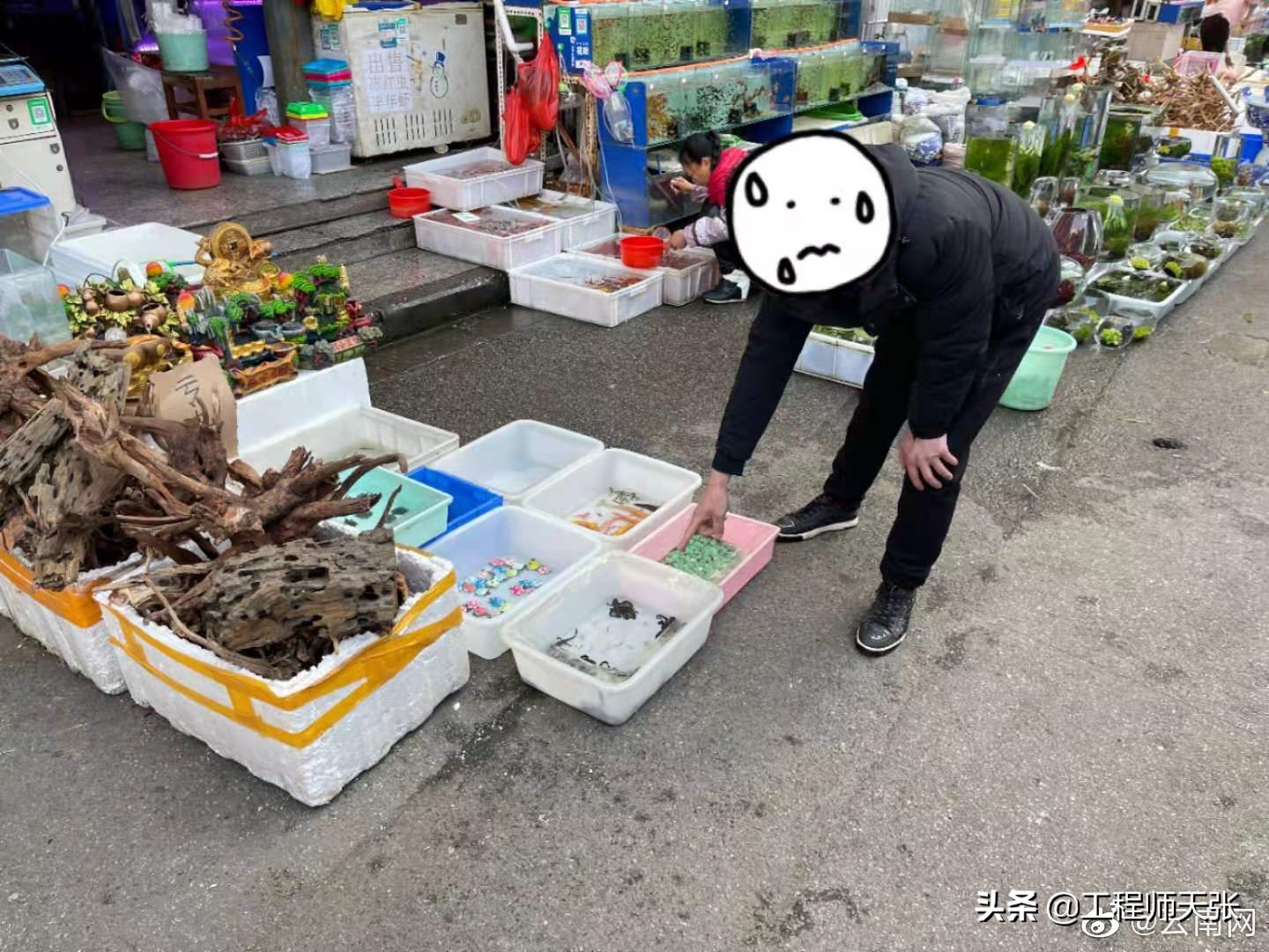 10块钱一条！昆明一男子当街售卖国家二级保护动物中国瘰螈被抓获